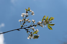 Kirschblüte gegen Himmel 1200x600.jpg