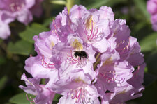 DSLR_KHA_2549.JPG