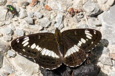 Kleiner Eisvogel (Limenitis camilla)_Q22A1854.jpg
