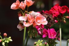 IMG_2756.jpg