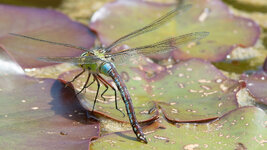 Libelle-4288.jpg