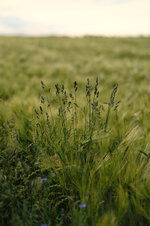 DSCF2086.jpg