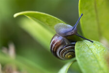 Schnecke.jpg