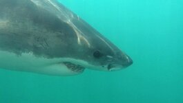 Weißer Hai - Great white shark (Carcharodon carcharias).jpg