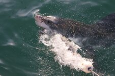 Weißer Hai - Great white shark (Carcharodon carcharias)2.JPG