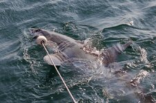 Weißer Hai - Great white shark (Carcharodon carcharias)4.jpg