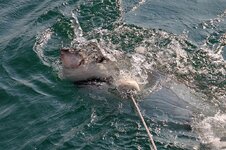 Weißer Hai - Great white shark (Carcharodon carcharias)5.jpg