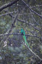 dslrVogel-Quetzal3.5.17-1.jpg