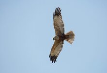 dslrtexel-weihe27.5.17-2.jpg