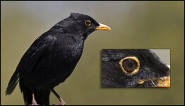 amsel-7D2-6036-02.jpg