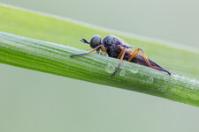 20170527-20170509-IMG_6767 ZS10-b-2.jpg