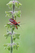 Rote Mordwanze (Rhynocoris iracundus)kl.jpg