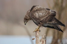 IMG_5819-2.jpg