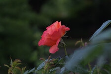 Rosenblüte.jpg