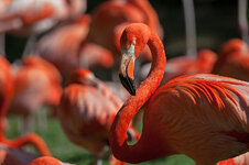 Flamingo_dslr.jpg