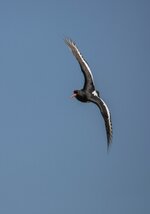 dslrtexel-austernfischer26.5.17-1.jpg