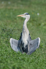 DSC_2571.jpg