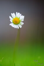 20130623-DSC05267.jpg