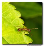 MAKRO-IMG_8567.jpg