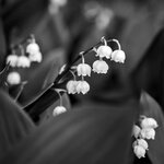 IMG_8529comp_Versuch_sw.jpg