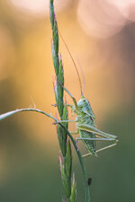 DSC_0817 - Kopie.jpg