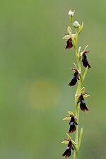 Fliegen-Ragwurz (Ophrys insectifera)1.jpg