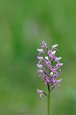 Helm-Knabenkraut - (Orchis militaris).jpg