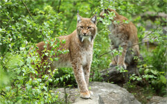 Luchs sichert.jpg