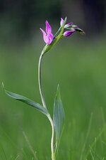 Rote Waldvöglein (Cephalanthera rubra).jpg