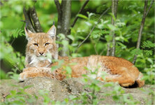 liegener Luchs.jpg