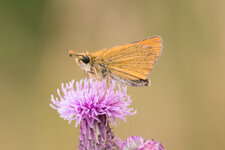 IMG_8166.jpg