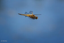 im_Vorbeiflug-2017-05-26-12-09-02-4926.jpg