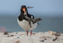 dslrHelgoland24.6.17-austernfischer-1.jpg