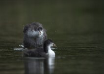 dslrSP8.6.17-rallenküken-4.jpg