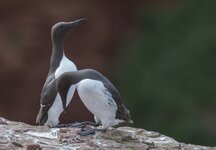 dslrHelgoland24.6.17-Lumme-1.jpg