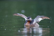 dslrS-See3.6.17abends-1.jpg