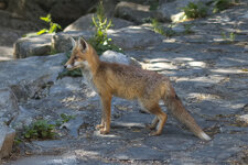 Fuchs-Wildpark.jpg