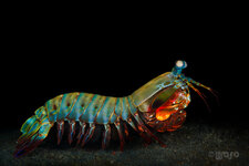 _MG_8022_Mantis_Shrimp.jpg