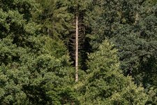 Wald-5451.jpg
