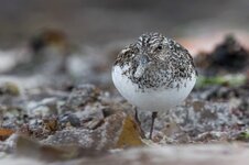 dslrHelgoland24.6.17-sanderling-2.jpg