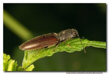 MAKRO-IMG_8581.jpg