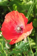 Fuji Rote Blume.JPG