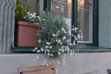 Fuji Fenterblumen.JPG
