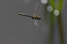 comp_IMG_3559.jpg