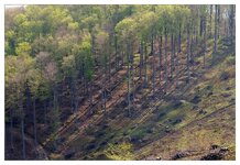 Illegale Forstnutzung01.jpg