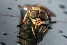 comp_IMG_6290-2.jpg