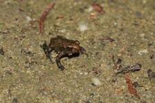 k-DSC_4951.JPG
