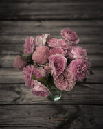 roses wet-plate 2 (1 von 1).jpg