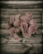 roses wet-plate 3 (1 von 1).jpg