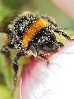 Hummel macht mal Pause.jpg